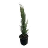 Európai ciprus (cupressus sempervirens 'totem') Hungaroplant