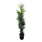 Aranylombú leylandi ciprus (cupressocyparis leylandii ‘gold rider’) Hungaroplant