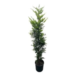 Kezdőoldal Aranylombú leylandi ciprus (cupressocyparis leylandii ‘gold rider’)