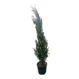 Oszlopos leylandi ciprus - Cupressocyparis leylandii 'pyramidalis' Hungaroplant