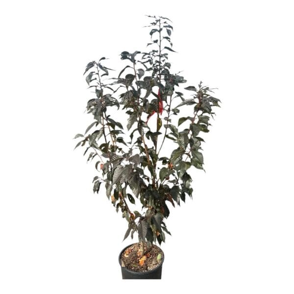 Hungaroplant