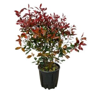 Kezdőoldal Korallberkenye magical vulcano - Photinia fraseri 'magical vulcano'