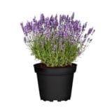 Keskenylevelű levendula - Lavandula angustifolia 'munstead' Hungaroplant