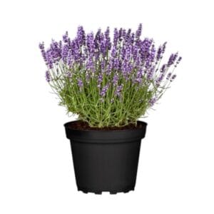 Kezdőoldal Keskenylevelű levendula - Lavandula angustifolia 'munstead'