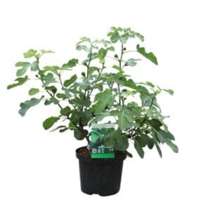 Kezdőoldal Közönséges füge (ficus carica sp.)