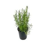 Közönséges rozmaring - Rosmarinus officinalis Hungaroplant
