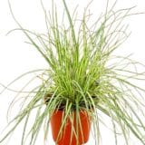 ARANYTARKA DÍSZSÁS – CAREX OSHIMENSIS 'EVERGOLD' Hungaroplant