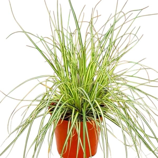 Hungaroplant