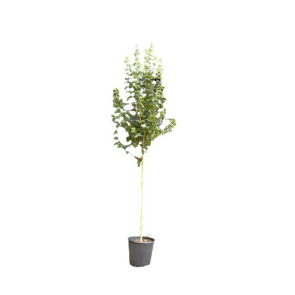 Hungaroplant