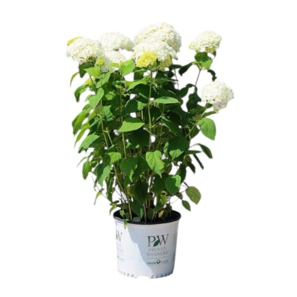 Hungaroplant