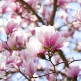 Örökzöld liliomfa - magnolia grandiflora 'little gem' Hungaroplant