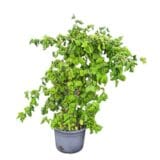 Csavart mogyoró - Corylus avellana 'twister' Hungaroplant