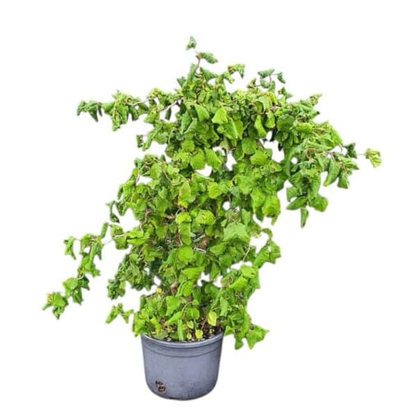 Hungaroplant