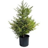 Európai lucfenyő - Picea abies Hungaroplant
