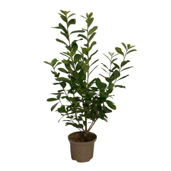 Hungaroplant