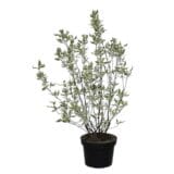 Fehér som - Cornus alba Hungaroplant
