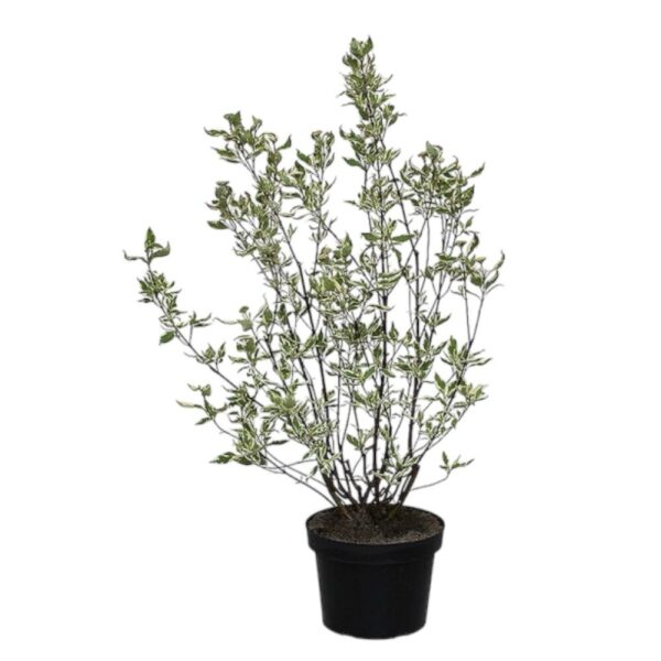 Hungaroplant