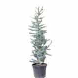 Ezüstös atlasz cédrus - Cedrus atlantica 'glauca' Hungaroplant