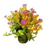 Japán gyöngyvirágcserje - Spiraea japonica 'golden princess' Hungaroplant