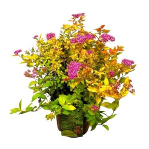 Japán gyöngyvirágcserje (Spiraea japonica ‘golden princess’)