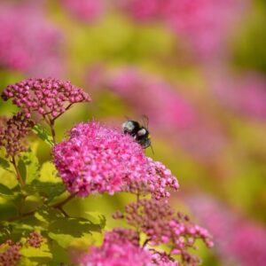 Japán gyöngyvirágcserje (Spiraea japonica ‘golden princess’)