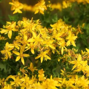 Illatlan orbáncfű - Hypericum inodorum 'rheingold'