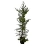 Leylandi ciprus - CUPRESSOCYPARIS LEYLANDII Hungaroplant