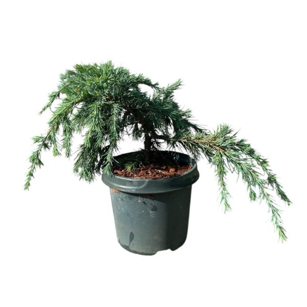 Hungaroplant