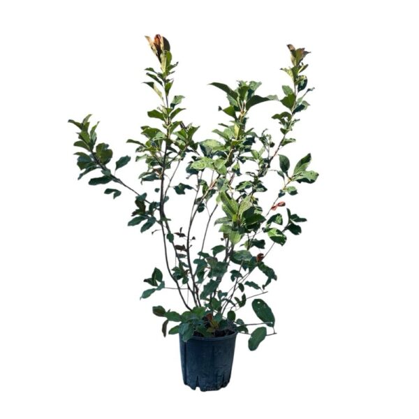 Hungaroplant