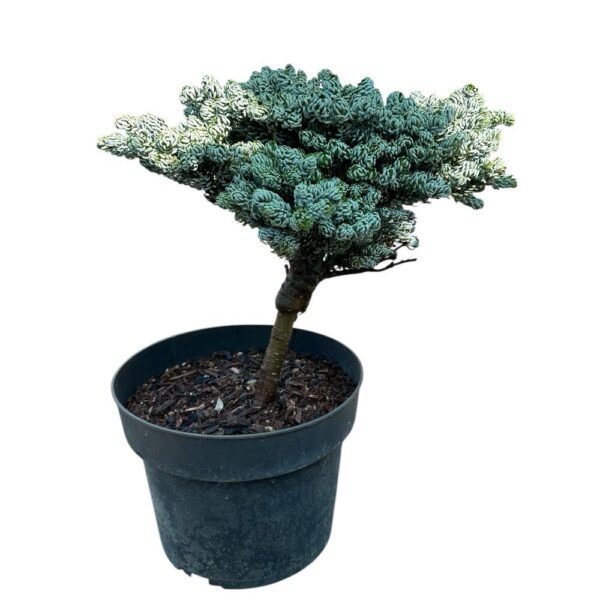 Hungaroplant