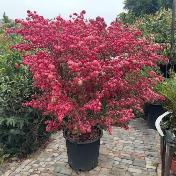Hungaroplant