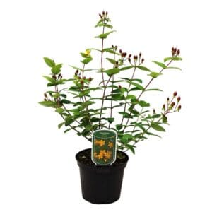 Kezdőoldal Illatlan orbáncfű (hypericum inodorum 'rheingold')