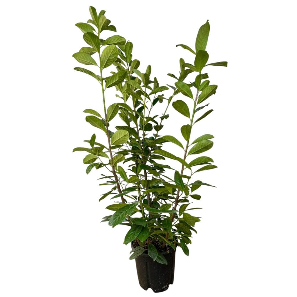 Nagylevelű babérmeggy (prunus laurocerasus ‘novita’)