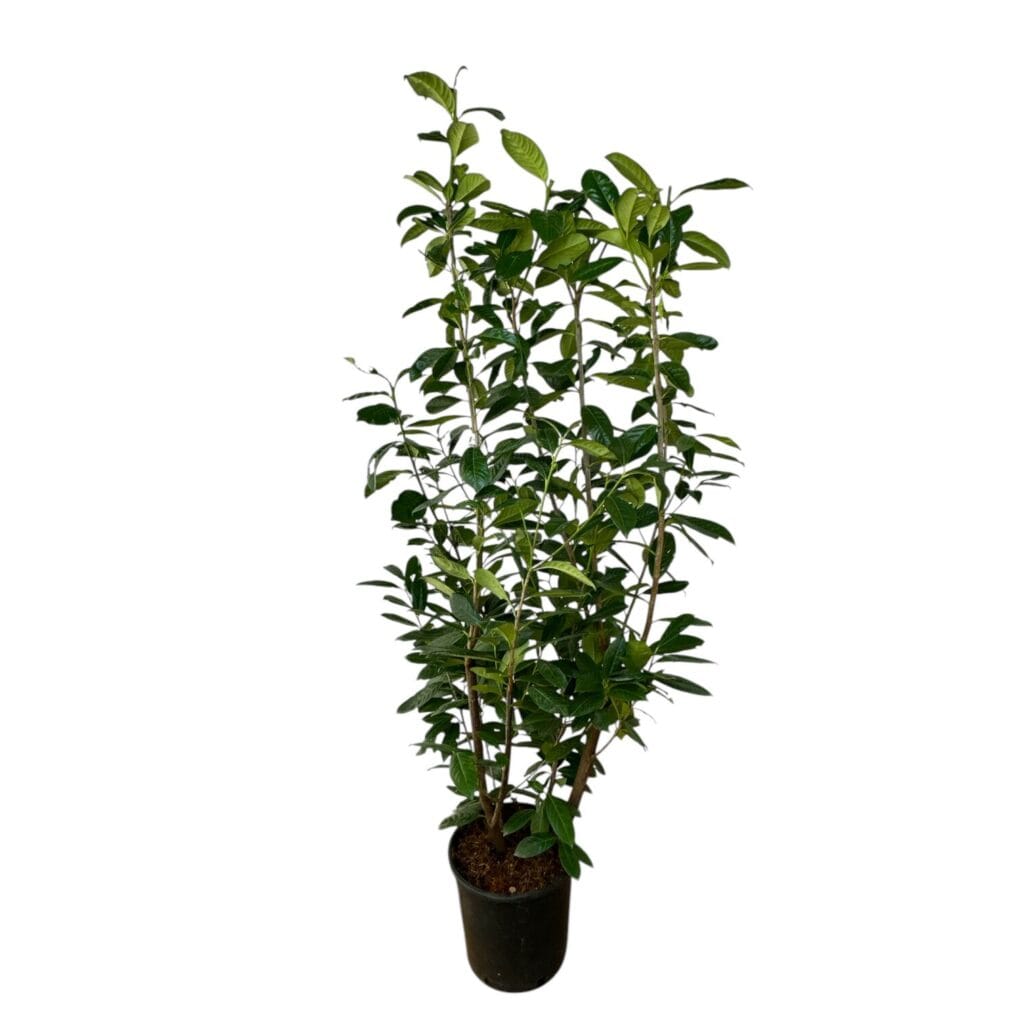 Nagylevelű babérmeggy (prunus laurocerasus ‘novita’)