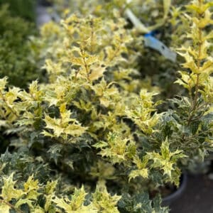 Kezdőoldal Tarka illatcserje - OSMANTHUS HETEROPHYLLUS 'TRICOLOR'