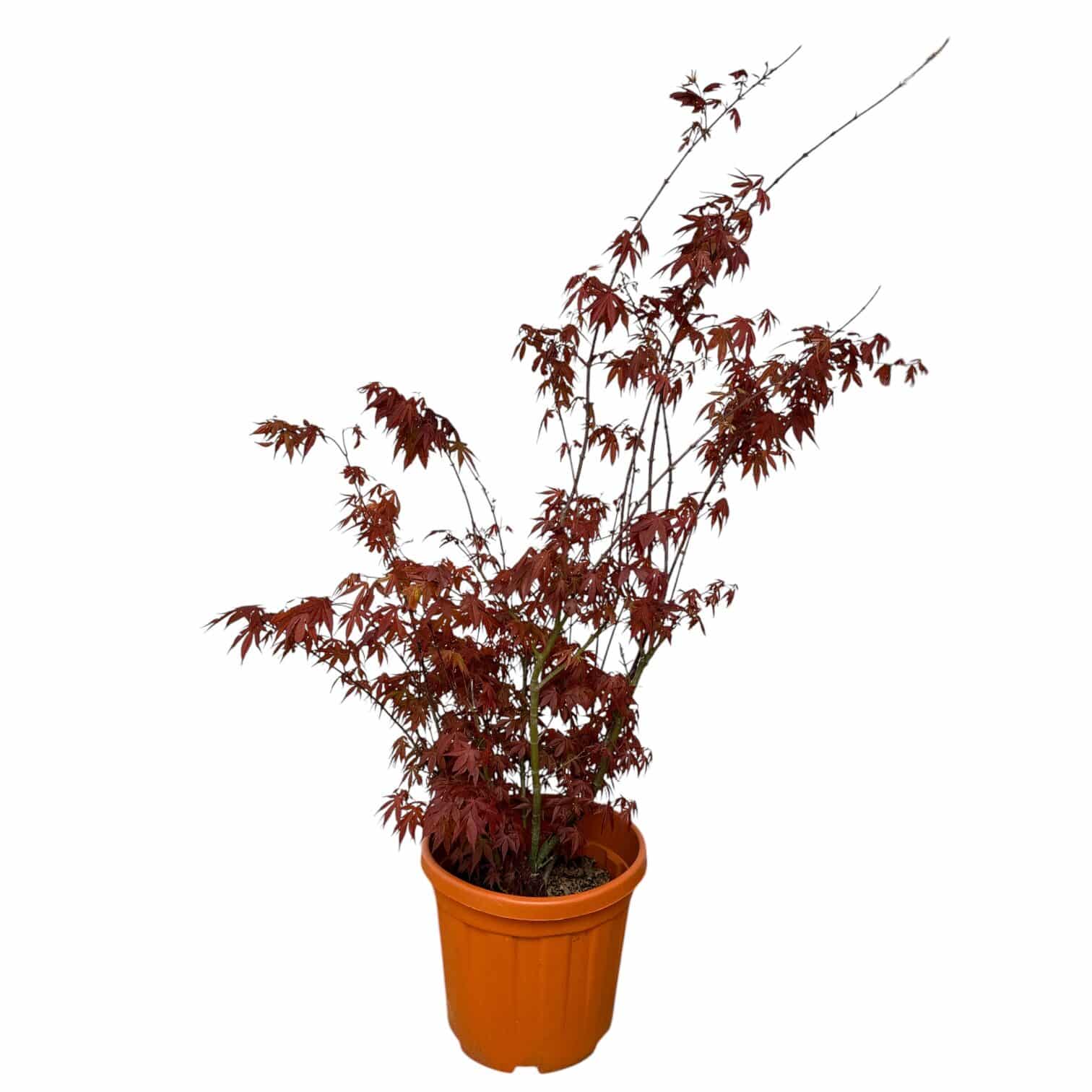 ACER PALMATUM 'ATROPURPUREM' (1) Hungaroplant.hu