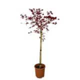 Japán juhar - Acer palmatum 'beni - Maiko' Hungaroplant