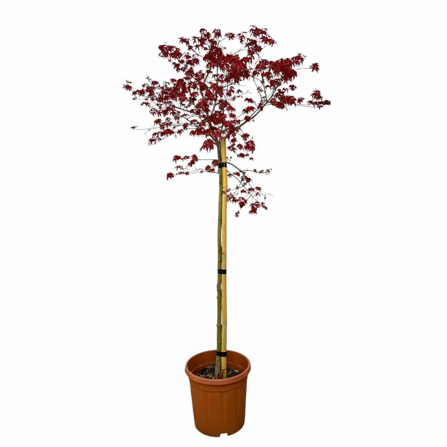 ACER PALMATUM 'BENI-MAIKO'