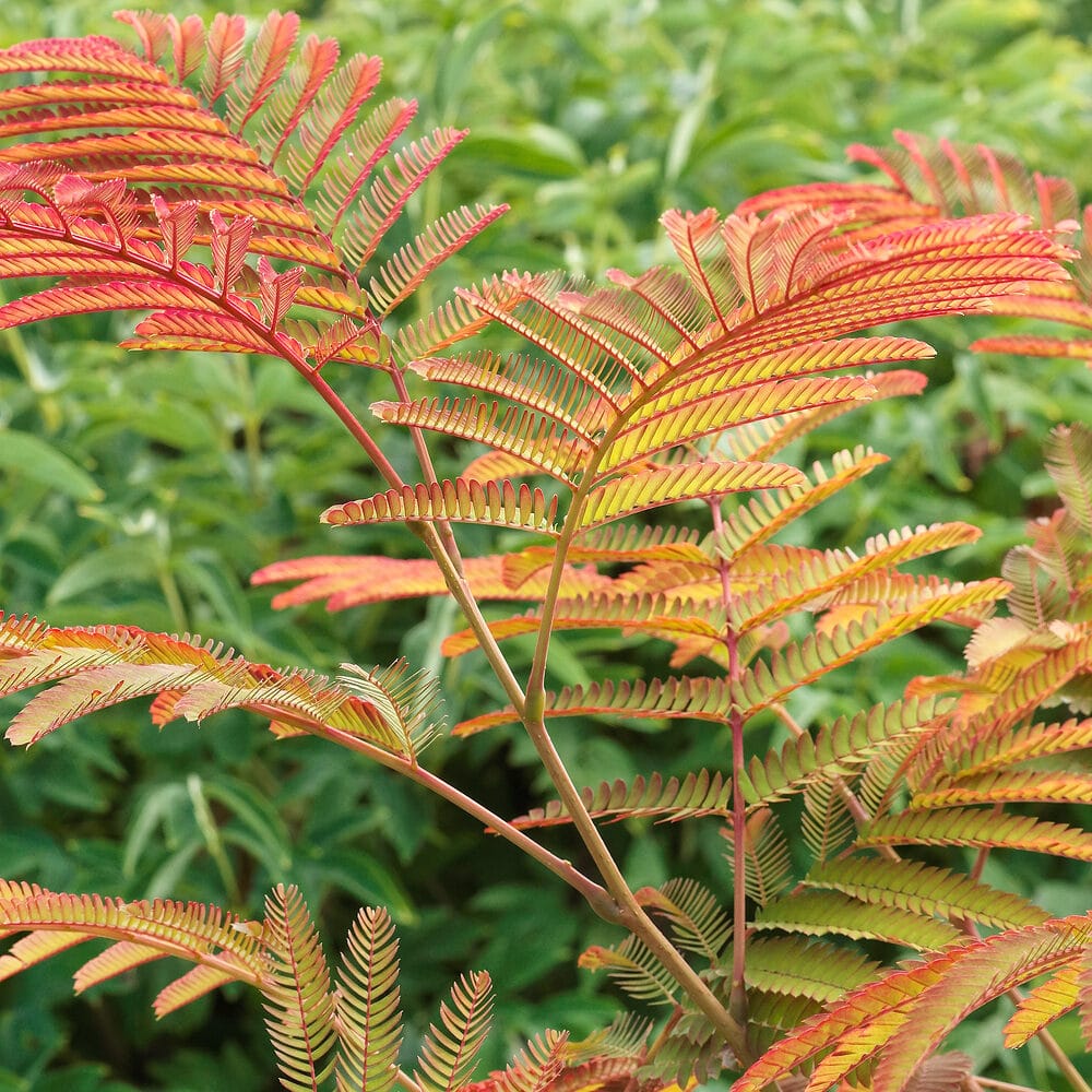 Albizia Evey's Pride