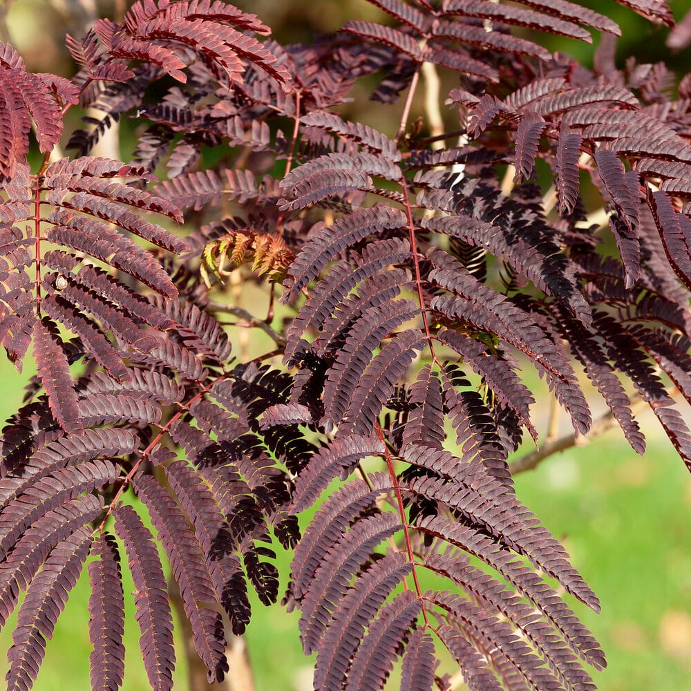 Albizia Summer Chocolate Hungaroplant.hu