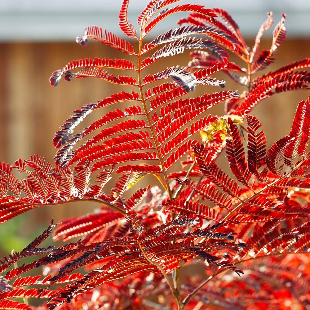 Albizia Summer Chocolate Hungaroplant.hu