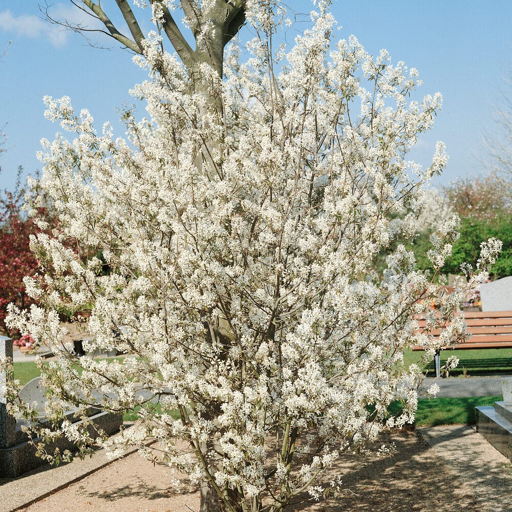 Amelanchier lamarckii Hungaroplant.hu