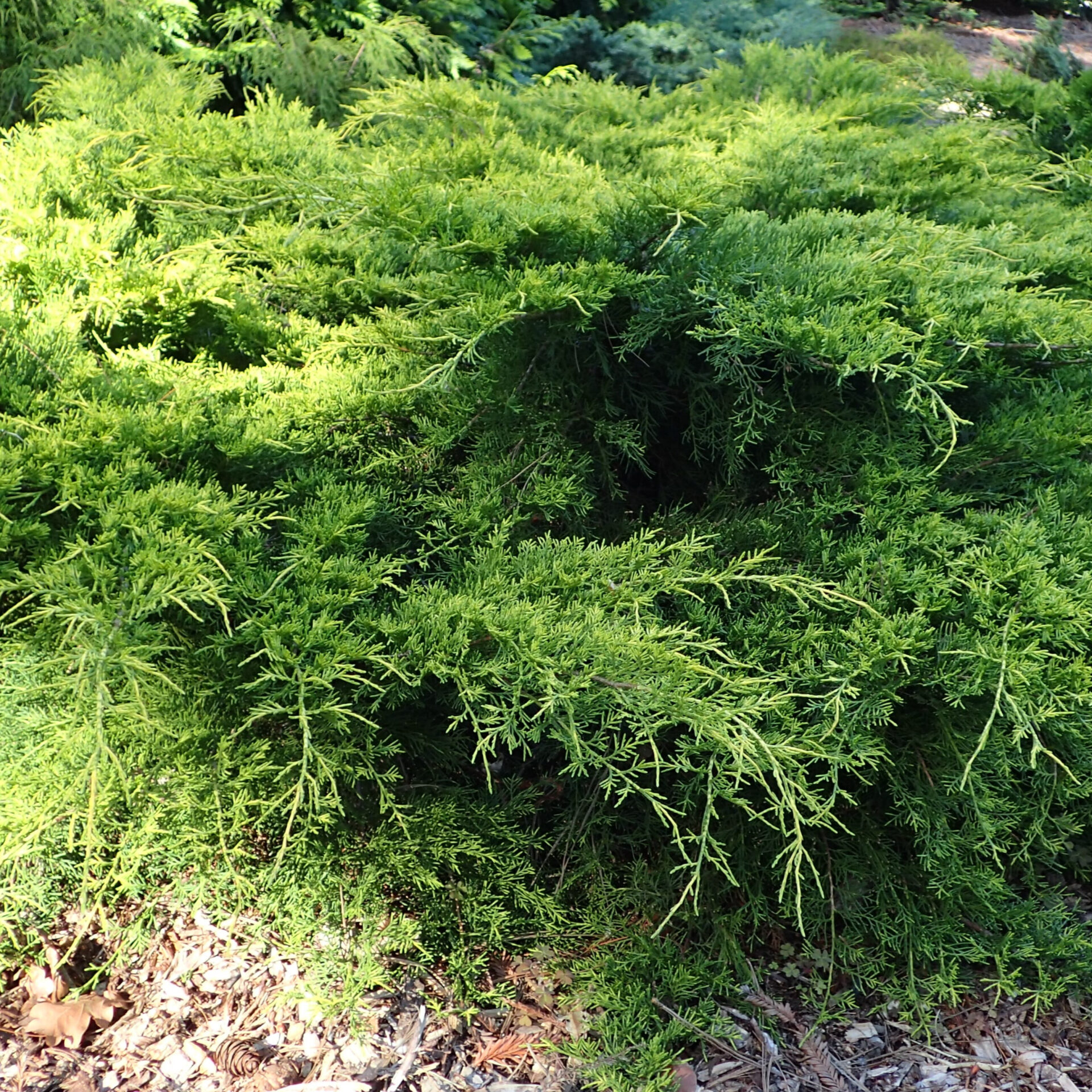 Arany kínai boróka (Juniperus chinensis 'gold coast')