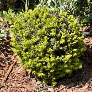 Aranytarka tiszafa (taxus baccata ‘goldstrike’)