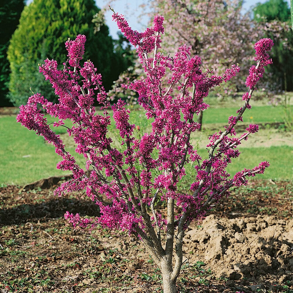 Cercis chinensis Avondale