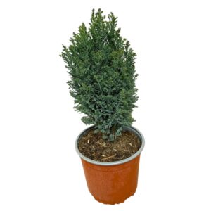 Chamaecyparis lawsoniana 'Ellwoodii'