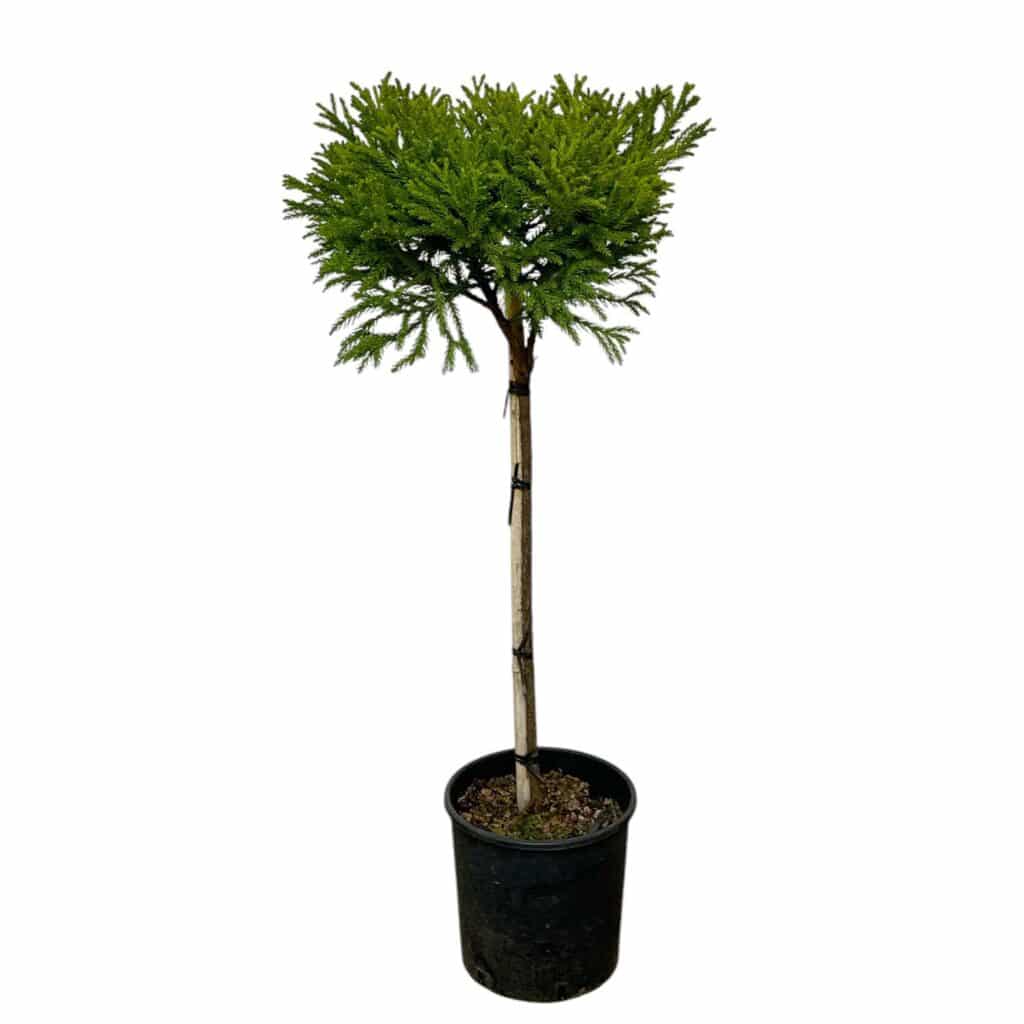 Törzses gömb japánciprus (Cryptomeria japonica ‘globosa nana’)