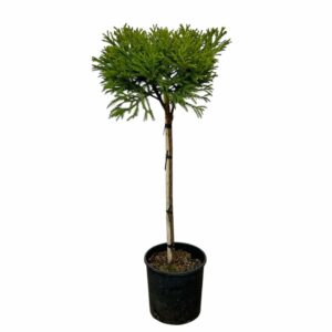 Törzses gömb japánciprus (Cryptomeria japonica ‘globosa nana’)
