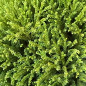 Törzses gömb japánciprus (Cryptomeria japonica ‘globosa nana’)