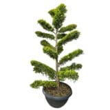 Leylandi ciprus - CUPRESSOCYPARIS LEYLANDII 'GOLD RIDER' (BONSAI) Hungaroplant